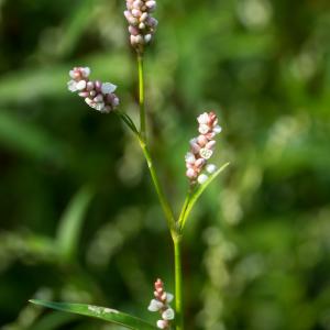 Photographie n°2540319 du taxon Persicaria (L.) Mill.