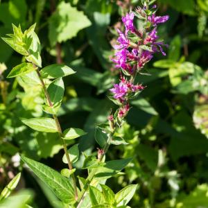 Photographie n°2540321 du taxon Lythrum salicaria L.