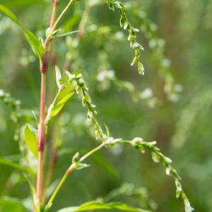  - Persicaria (L.) Mill.