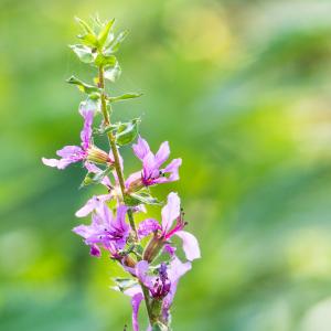 Photographie n°2540333 du taxon Lythrum salicaria L.