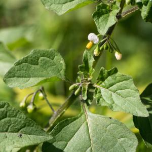 Photographie n°2540336 du taxon Solanum nigrum L.