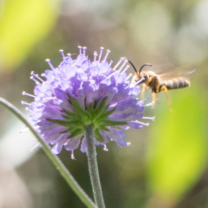 Photographie n°2540339 du taxon Succisa pratensis Moench