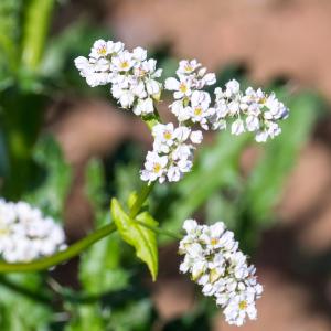 Photographie n°2540343 du taxon Fagopyrum esculentum Moench