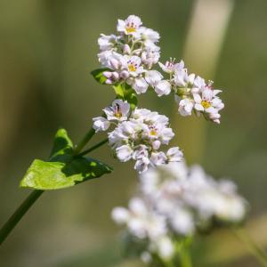Photographie n°2540344 du taxon Fagopyrum esculentum Moench
