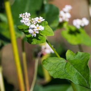 Photographie n°2540345 du taxon Fagopyrum esculentum Moench