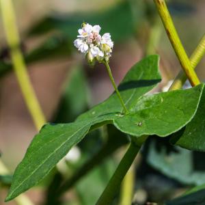 Photographie n°2540346 du taxon Fagopyrum esculentum Moench