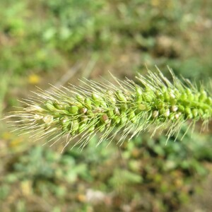 Photographie n°2540357 du taxon Setaria italica subsp. viridis (L.) Thell. [1912]