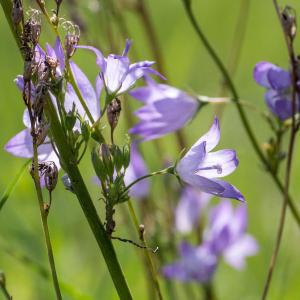 Photographie n°2540365 du taxon Campanula rapunculus L.