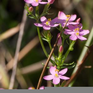 Photographie n°2540370 du taxon Centaurium erythraea Rafn