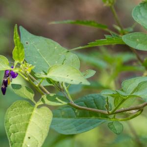 Photographie n°2540371 du taxon Solanum dulcamara L.