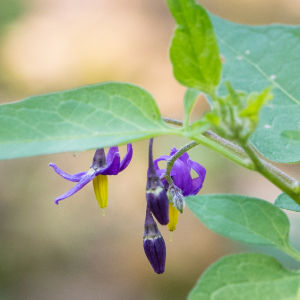 Photographie n°2540372 du taxon Solanum dulcamara L.