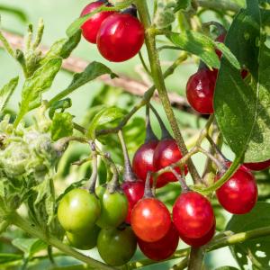 Photographie n°2540373 du taxon Solanum dulcamara L.