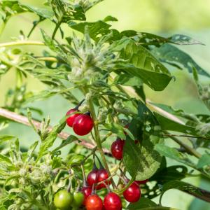 Photographie n°2540374 du taxon Solanum dulcamara L.