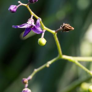 Photographie n°2540375 du taxon Solanum dulcamara L.