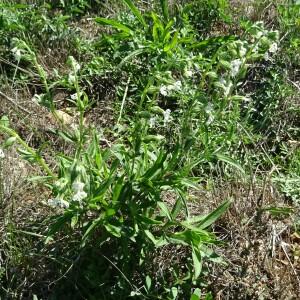 Photographie n°2540450 du taxon Silene dichotoma Ehrh.