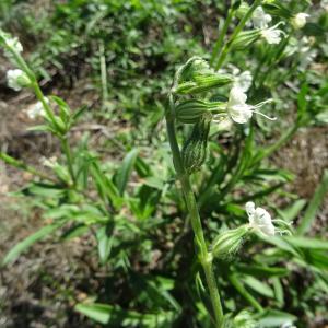 Photographie n°2540451 du taxon Silene dichotoma Ehrh.