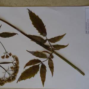 Photographie n°2540471 du taxon Valeriana officinalis L. [1753]