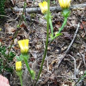 Photographie n°2540505 du taxon Hieracium laevigatum Willd. [1803]