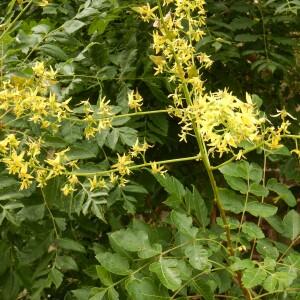 Photographie n°2540510 du taxon Koelreuteria paniculata Laxm. [1772]