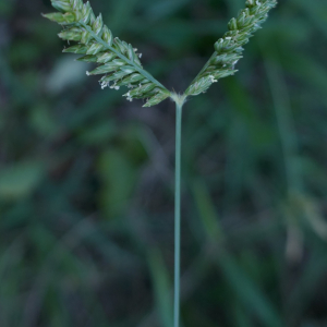 Photographie n°2540534 du taxon Eleusine tristachya (Lam.) Lam. [1792]