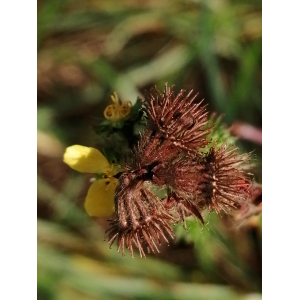 Agrimonia eupatoria L. subsp. eupatoria (Aigremoine eupatoire)