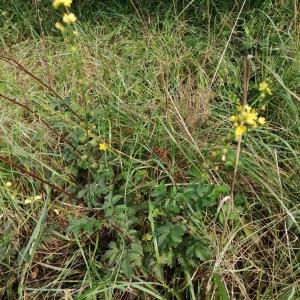  - Agrimonia eupatoria subsp. eupatoria 