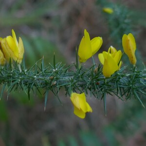 Photographie n°2540557 du taxon Ulex minor Roth [1797]