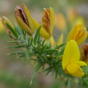 Photographie n°2540564 du taxon Ulex minor Roth [1797]