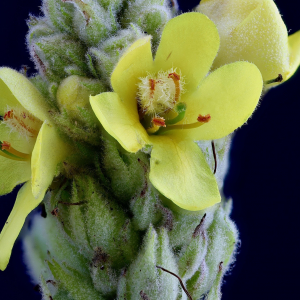 Photographie n°2540576 du taxon Verbascum thapsus L. [1753]