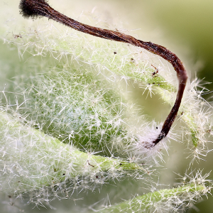 Photographie n°2540578 du taxon Verbascum thapsus L. [1753]