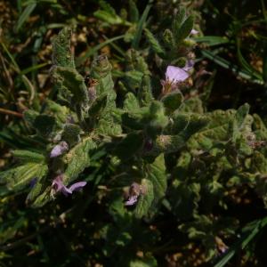 Photographie n°2540641 du taxon Teucrium scordium L. [1753]