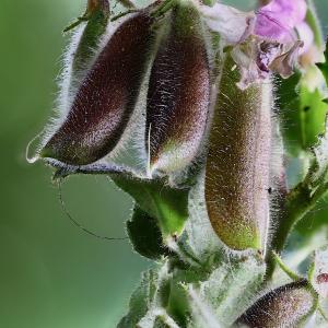 Photographie n°2540657 du taxon Ononis rotundifolia L. [1753]