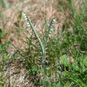 Photographie n°2540663 du taxon Spiranthes spiralis (L.) Chevall.