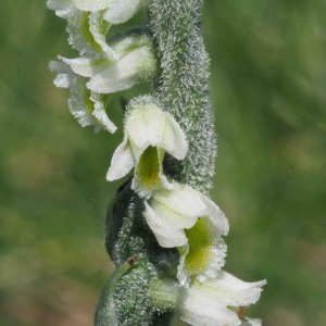 Photographie n°2540665 du taxon Spiranthes spiralis (L.) Chevall.