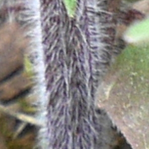 Photographie n°2540703 du taxon Valeriana officinalis L. [1753]