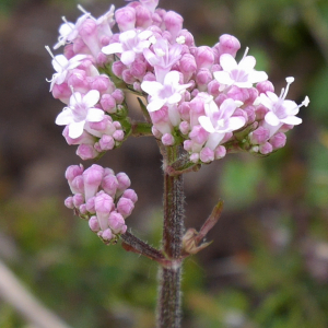 Photographie n°2540705 du taxon Valeriana officinalis L. [1753]