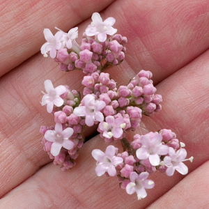 Photographie n°2540707 du taxon Valeriana officinalis L. [1753]