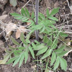 Photographie n°2540708 du taxon Valeriana officinalis L. [1753]