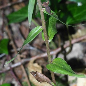 Photographie n°2540713 du taxon Epipactis purpurata Sm.
