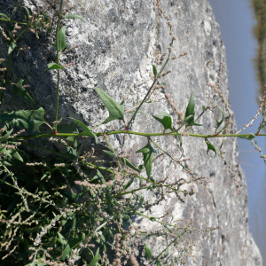 Photographie n°2540718 du taxon Atriplex prostrata Boucher ex DC. [1805]