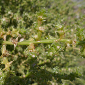 Photographie n°2540729 du taxon Salsola kali L.