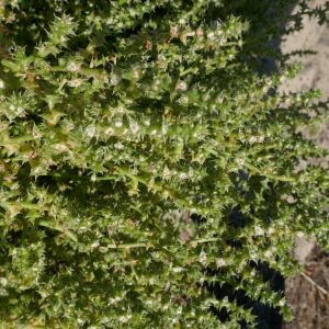 Photographie n°2540730 du taxon Salsola kali L.
