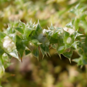 Photographie n°2540731 du taxon Salsola kali L.