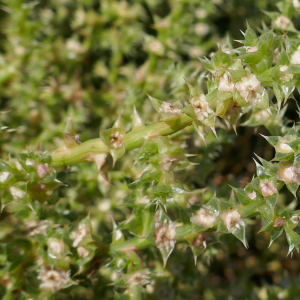 Photographie n°2540735 du taxon Salsola kali L.