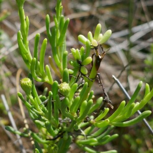 Photographie n°2540744 du taxon Limbarda crithmoides (L.) Dumort. [1827]