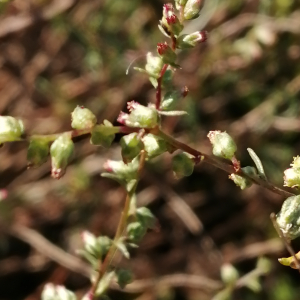 Photographie n°2540759 du taxon Artemisia campestris subsp. campestris