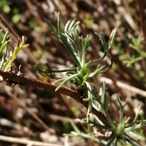 Photographie n°2540760 du taxon Artemisia campestris subsp. campestris