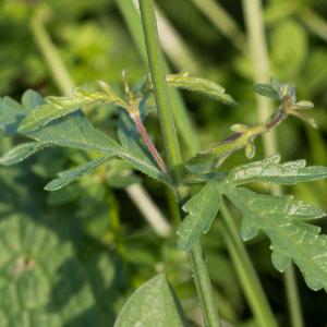 Photographie n°2540770 du taxon Verbena officinalis L.