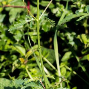 Photographie n°2540771 du taxon Verbena officinalis L.