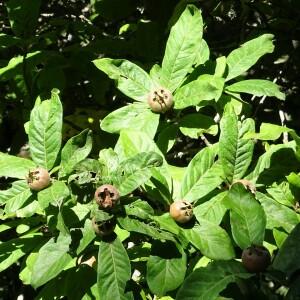 Photographie n°2540773 du taxon Crataegus germanica (L.) Kuntze